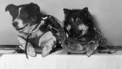 Veterok and Ugolyok spent 22 days aboard Cosmos 110 in 1966, completing 330 Earth orbits. Monitoring and post-flight examinations documented radiation exposure, coordination difficulties, elevated pulse rates, dehydration, and other changes, showing that survival alone could not reveal the full effects of prolonged spaceflight. (Wikimedia Commons) Veterok and Ugolyok spent 22 days aboard Cosmos 110 in 1966, completing 330 Earth orbits. Monitoring and post-flight examinations documented radiation exposure, coordination difficulties, elevated pulse rates, dehydration, and other changes, showing that survival alone could not reveal the full effects of prolonged spaceflight. (Wikimedia Commons)