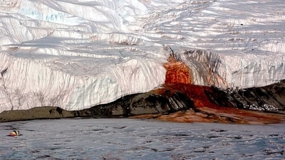 Iron-rich red brine flows from the end of the Taylor Glacier at Blood Falls. (Wikimedia Commons) Iron-rich red brine flows from the end of the Taylor Glacier at Blood Falls. (Wikimedia Commons)