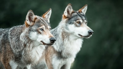 Isle Royale’s wolf comeback began with 19 animals and a five-year test. (Representational/Unsplash)