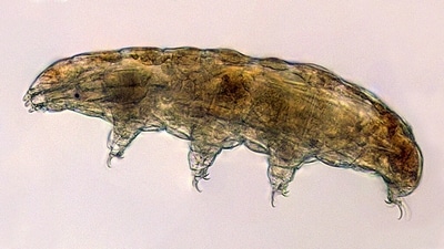 A preflight light micrograph of a typical terrestrial tardigrade of the Milnesium genus seen at 40X magnification. (NASA/ Boothby Lab)