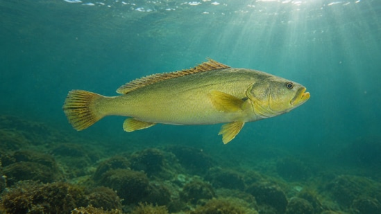 Researchers found traces of the bahaba's DNA in western Hong Kong waters in 2025.
