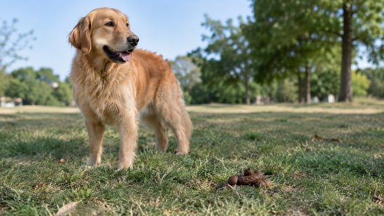 Researchers found that dog feces can produce hydrogen and methane through biological processing. But in tests, single-stage digestion of untreated wet waste offered the best economic balance. (AI-generated/ChatGPT)