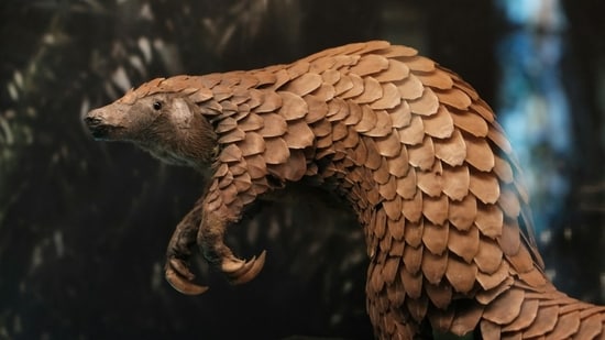 Armored in pinecone-like scales, pangolins are poached more than any other mammal.