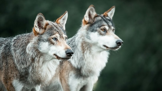 Isle Royale’s wolf comeback began with 19 animals and a five-year test.