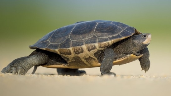 A specialised anti-poaching and wildlife crime unit in MP recovered 21 turtles of protected species after being informed by an arrested gang member.