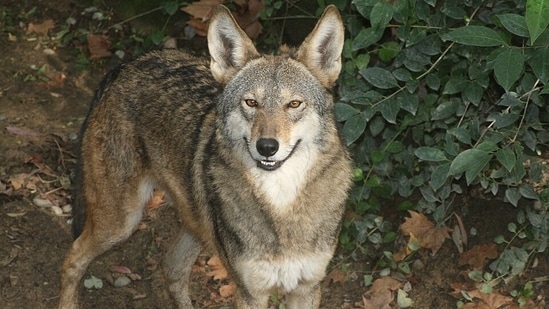 A red wolf, a species once declared extinct in the wild.