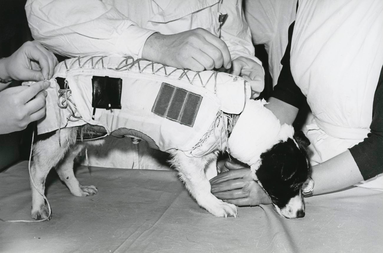 Veterok (in pic) and Ugolyok’s 1966 mission included continuous health monitoring and radiation measurements. After landing, researchers recorded dehydration, skeletal changes and impaired coordination, along with later changes in blood-cell measures. (Wikimedia Commons) Veterok (in pic) and Ugolyok’s 1966 mission included continuous health monitoring and radiation measurements. After landing, researchers recorded dehydration, skeletal changes and impaired coordination, along with later changes in blood-cell measures. (Wikimedia Commons)