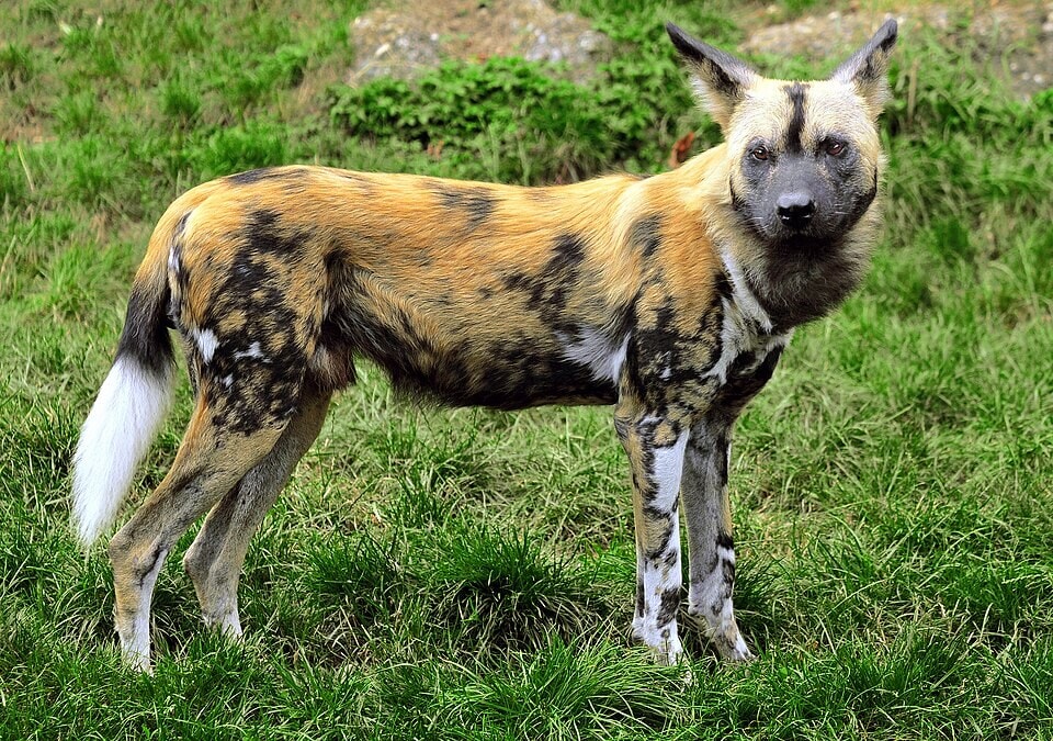 In Zambia, scientists track African wild dogs with GPS collars to see where young dogs go after they leave home. (Wikimedia Commons) In Zambia, scientists track African wild dogs with GPS collars to see where young dogs go after they leave home. (Wikimedia Commons)