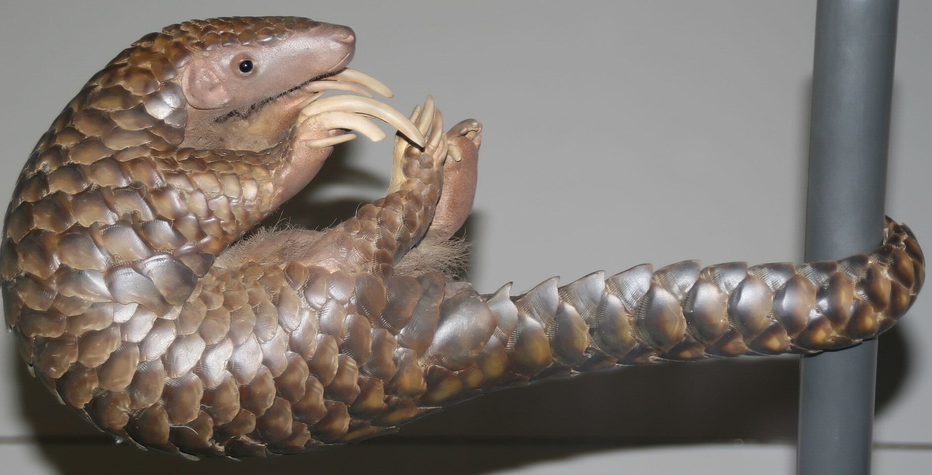 Meet Manis aurita, the Himalayan pangolin, sitting in the Smithsonian National Museum of Natural History, now confirmed as its own species. (Wikimedia Commons)