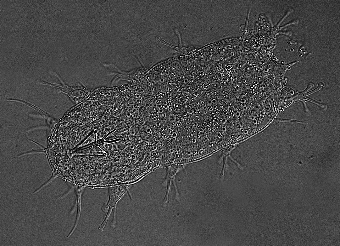 Researchers sent Hypsibius exemplaris tardigrades to the International Space Station to examine short-term responses and genetic activity over several generations. (NASA/Boothby Lab)