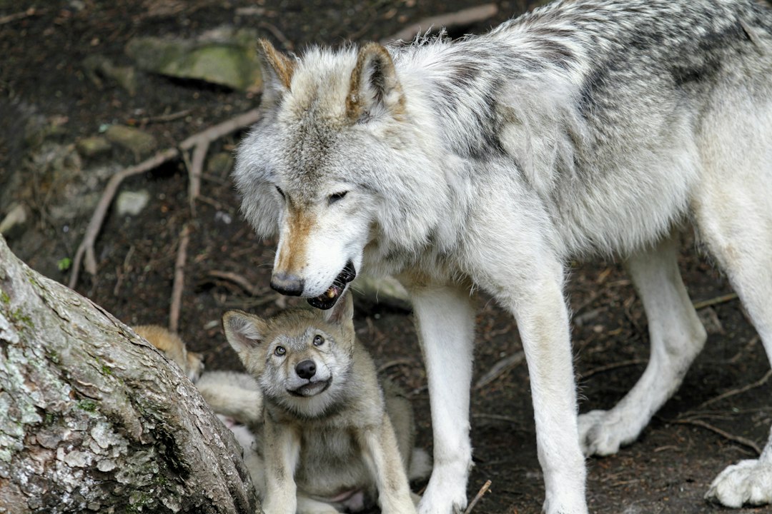 The restored wolves formed packs and set up territories like those of earlier generations. (Representational/Unsplash)