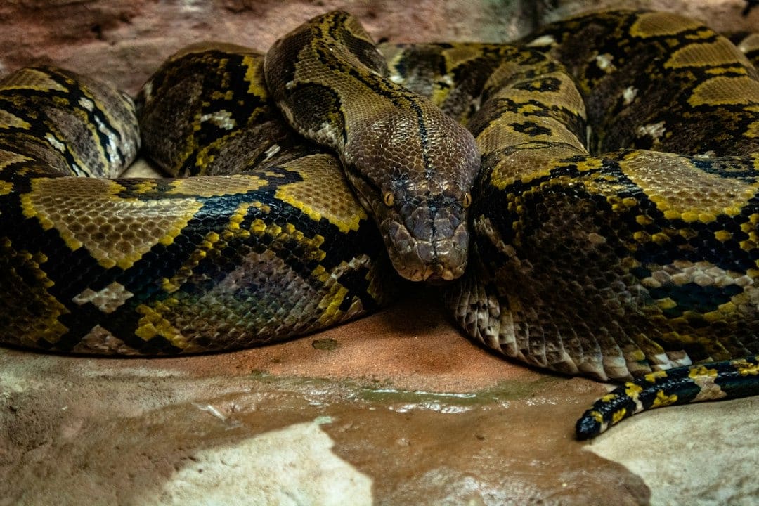 Burmese pythons are so hard to spot that visual surveys are estimated to detect less than 5 percent of them. (Representational/Unsplash) Burmese pythons are so hard to spot that visual surveys are estimated to detect less than 5 percent of them. (Representational/Unsplash)
