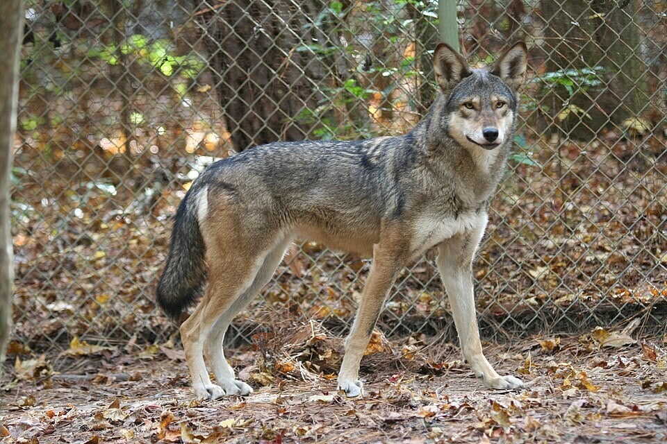 A captive female red wolf. Today's red wolves descend from a small captive breeding group started in the 1970s. (Wikimedia Commons) A captive female red wolf. Today's red wolves descend from a small captive breeding group started in the 1970s. (Wikimedia Commons)