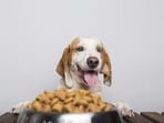 The consitency between wet and dry food is the reason why you need to be gradual with the transition. (Picture credit: Freepik)