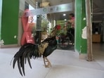 "Martin", the rooster, stands outside the Oncology Institute of Eastern Bolivia. 