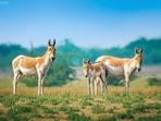 Reintroduced to the Negev from a handful of animals, the Asiatic wild ass is thriving, but not all is well.