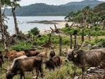 On the remote shore of Island, feral cattle graze among overgrown, tsunami-ravaged village ruins.   