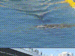 South Korea: Viral ‘Bukangi’ Shark Back In Busan Canal After Rescue Attempt Fails