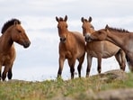 A conservation program brought Przewalski’s horses to the Chernobyl exclusion zone in 1998.