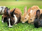 Thirteen rabbits released on one Victorian estate in 1859 had thousands of descendants within seven years.