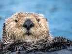 California’s nutria threaten wetlands, waterways, and agricultural land. A genetic study points to central Oregon as the population’s closest match and suggests waterways aid their spread. Eradication teams have removed 7,841 animals since 2017, at an estimated annual cost of $5 million.(Representational/Unsplash)