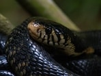 Burmese pythons are so hard to spot that visual surveys are estimated to detect less than 5 percent of them.(Unsplash)