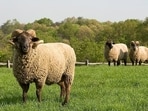 After a 1933 hurricane, sheep left behind on Hog Island survived on their own for decades, and conservationists found them thriving in 1978. After a 1933 hurricane, sheep left behind on Hog Island survived on their own for decades, and conservationists found them thriving in 1978.