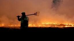 52 FIRs registered, 21 arrested for stubble burning in Haryana 52 FIRs registered, 21 arrested for stubble burning in Haryana