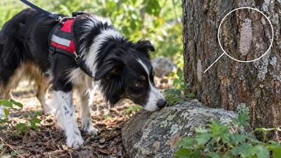 A study found that some scent-trained companion dogs could detect spotted lanternfly egg masses in controlled and outdoor tests. Dogs trained with frozen eggs also recognized live eggs, suggesting pets could supplement inspections. (AI-generated/ChatGPT) A study found that some scent-trained companion dogs could detect spotted lanternfly egg masses in controlled and outdoor tests. Dogs trained with frozen eggs also recognized live eggs, suggesting pets could supplement inspections. (AI-generated/ChatGPT)