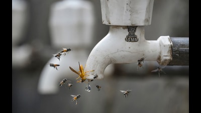 Officials of the Noida authority’s Jal Board, however, said the problem has existed for only last few days only and is actually related to annual maintenance. (HT)