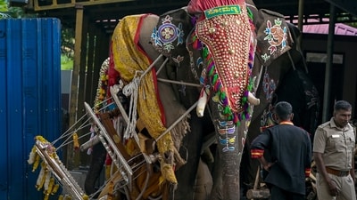 Shivamogga: Somanna, the elephant that was carrying the silver howdah bearing the idol of Goddess Chamundeshwari. (PTI)