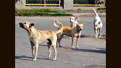 The state recorded 59 rabies deaths during this period as compared to 33 during the corresponding period last year. (ht file) The state recorded 59 rabies deaths during this period as compared to 33 during the corresponding period last year. (ht file)