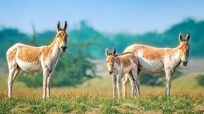 Reintroduced to the Negev from a handful of animals, the Asiatic wild ass is thriving, but not all is well. (Wikimedia Commons) Reintroduced to the Negev from a handful of animals, the Asiatic wild ass is thriving, but not all is well. (Wikimedia Commons)