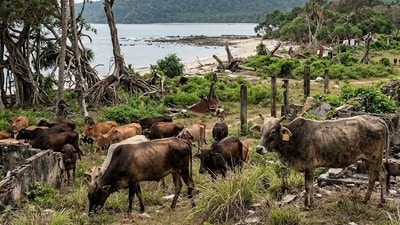 On the remote shore of Island, feral cattle graze among overgrown, tsunami-ravaged village ruins. (AI-generated/ Google Gemini)