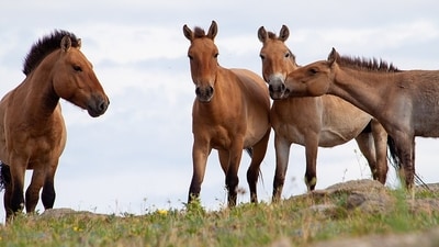 A conservation program brought Przewalski’s horses to the Chernobyl exclusion zone in 1998. (Wikimedia Commons) A conservation program brought Przewalski’s horses to the Chernobyl exclusion zone in 1998. (Wikimedia Commons)