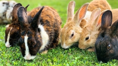 Thirteen rabbits released on one Victorian estate in 1859 had thousands of descendants within seven years. (Representational/Unsplash) Thirteen rabbits released on one Victorian estate in 1859 had thousands of descendants within seven years. (Representational/Unsplash)