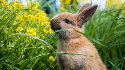 A single introduction in 1874 changed plant life across the Kerguelen archipelago. (Representational/Unsplash) A single introduction in 1874 changed plant life across the Kerguelen archipelago. (Representational/Unsplash)