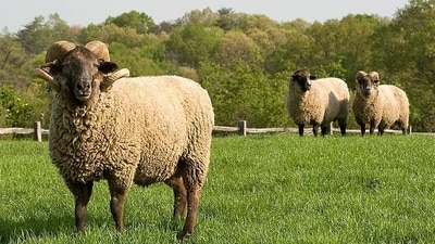 After a 1933 hurricane, sheep left behind on Hog Island survived on their own for decades, and conservationists found them thriving in 1978. (Wikimedia Commons) After a 1933 hurricane, sheep left behind on Hog Island survived on their own for decades, and conservationists found them thriving in 1978. (Wikimedia Commons)