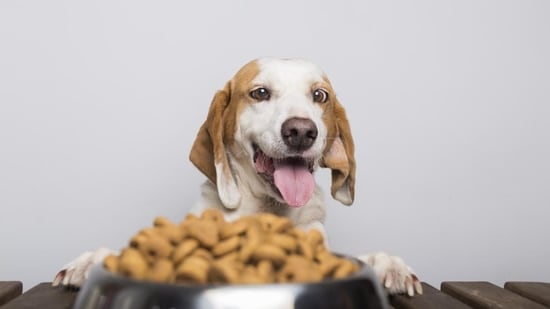The consitency between wet and dry food is the reason why you need to be gradual with the transition. 