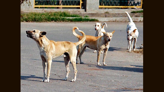 The state recorded 59 rabies deaths during this period as compared to 33 during the corresponding period last year. (ht file)