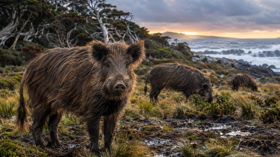 Captain Abraham Bristow left pigs on a remote island in 1807 to aid future navigators. (AI-generated/ChatGPT)