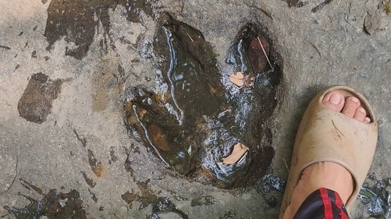 Thai tourist Pichai Prathetsena shared a picture of the dinosaur footprints on Facebook. 