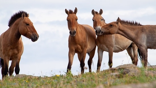 A conservation program brought Przewalski’s horses to the Chernobyl exclusion zone in 1998. (Wikimedia Commons)