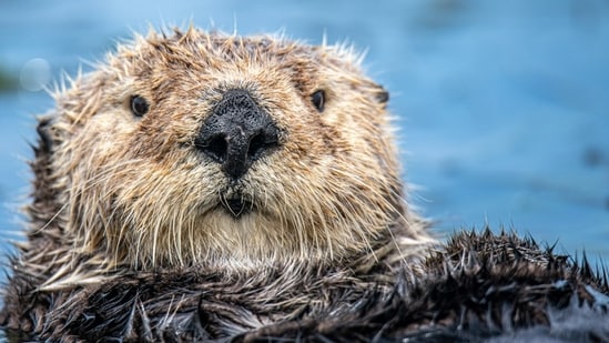 California’s nutria threaten wetlands, waterways, and agricultural land. A genetic study points to central Oregon as the population’s closest match and suggests waterways aid their spread. Eradication teams have removed 7,841 animals since 2017, at an estimated annual cost of $5 million. (Representational/Unsplash)