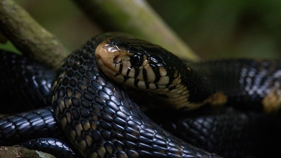Burmese pythons are so hard to spot that visual surveys are estimated to detect less than 5 percent of them.