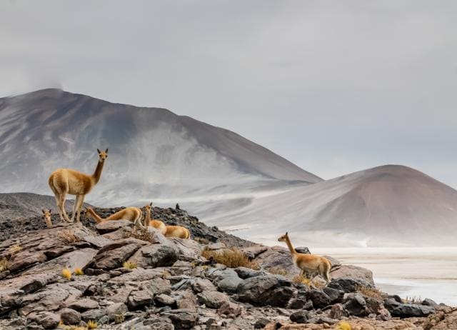 The Atacama Desert is the best spot for star-gazing, with zero mobile signal. (SHUTTERSTOCK) The Atacama Desert is the best spot for star-gazing, with zero mobile signal. (SHUTTERSTOCK)