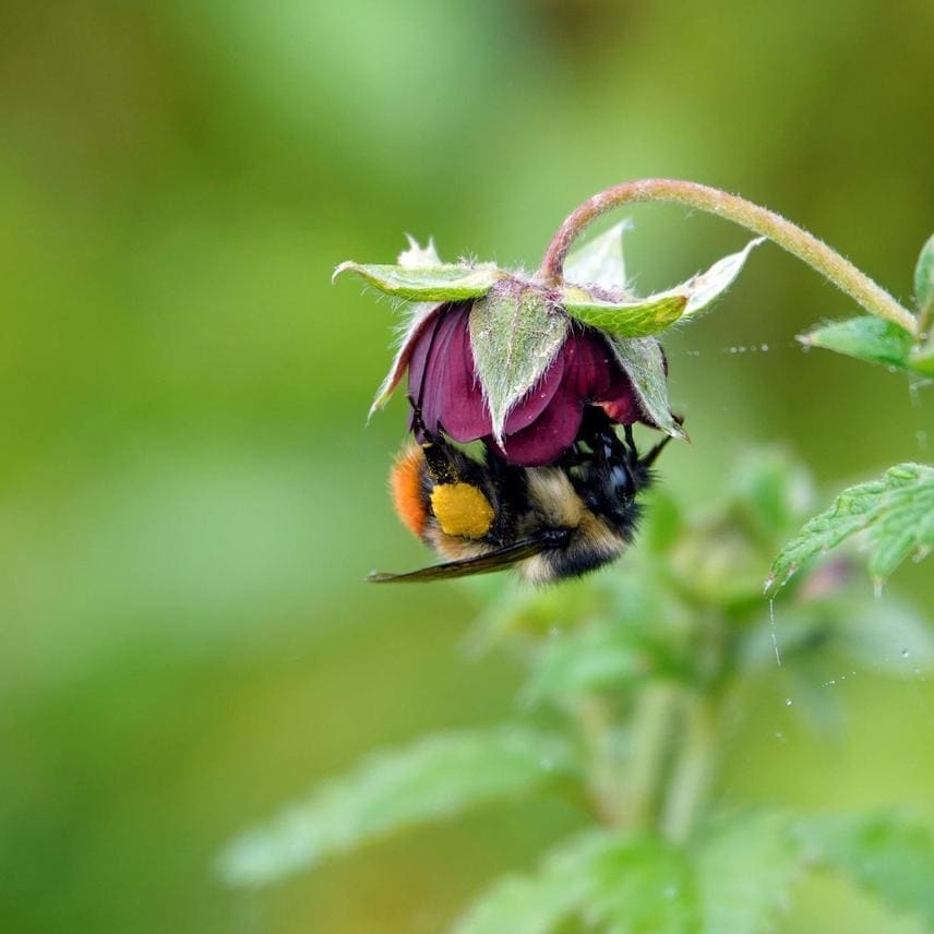 A Carpenter Bee foraging nectar from a flower A Carpenter Bee foraging nectar from a flower