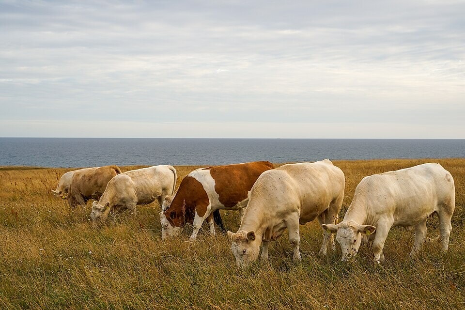 Cattle are among the many farm animals that people have introduced to islands around the world. (Wikimedia Commons) Cattle are among the many farm animals that people have introduced to islands around the world. (Wikimedia Commons)