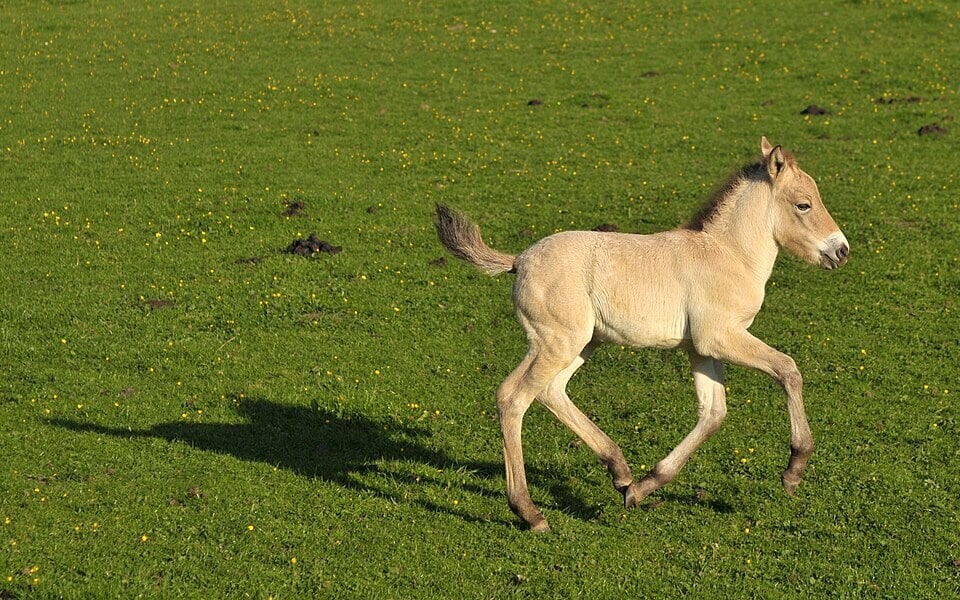 A one-week-old Przewalski's colt is running to his mother. (Wikimedia Commons) A one-week-old Przewalski's colt is running to his mother. (Wikimedia Commons)
