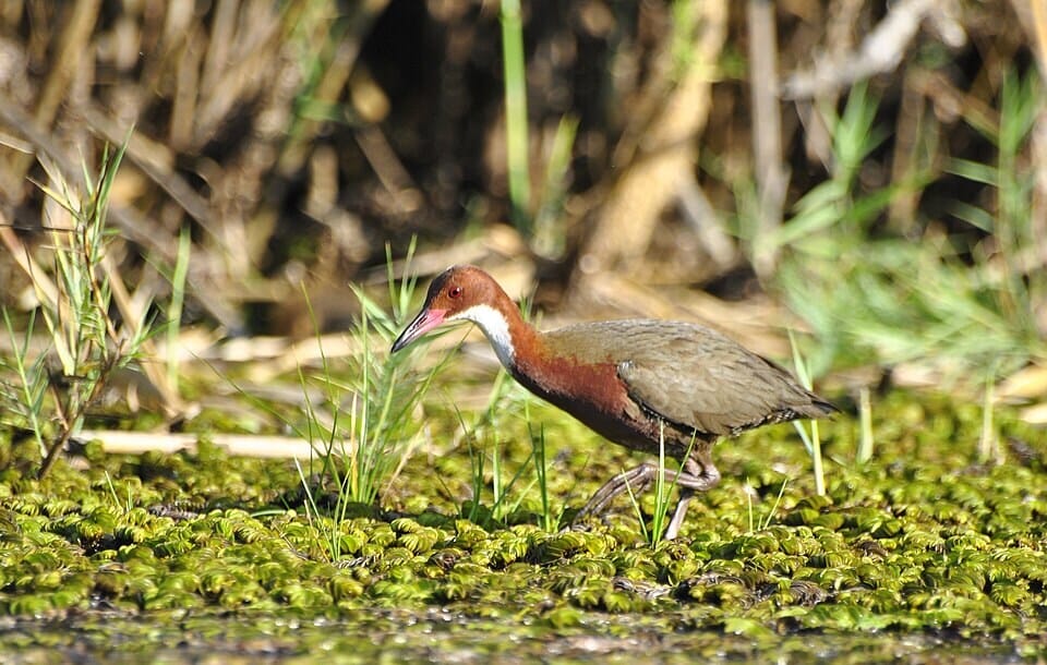 The Aldabra rail is the last surviving flightless bird in the Indian Ocean. (Wikimedia Commons) The Aldabra rail is the last surviving flightless bird in the Indian Ocean. (Wikimedia Commons)